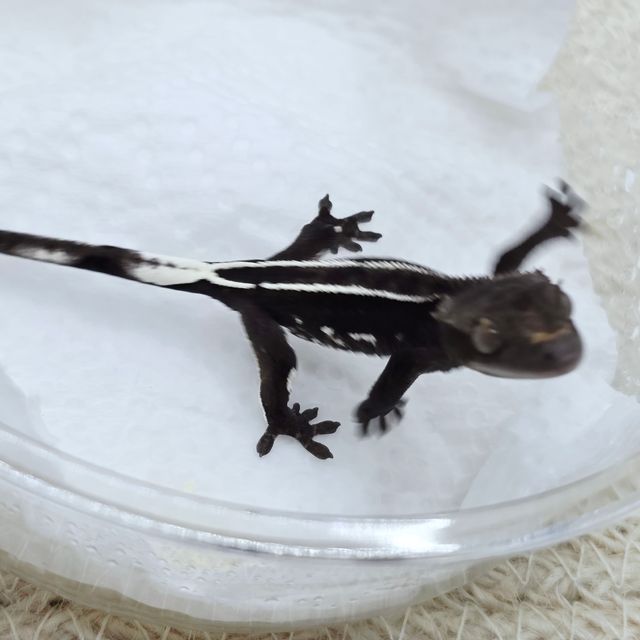 White Pin Axanthic