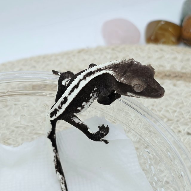 Axanthic