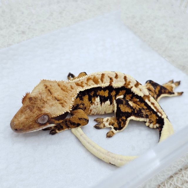 Tri Extreme Harlequin