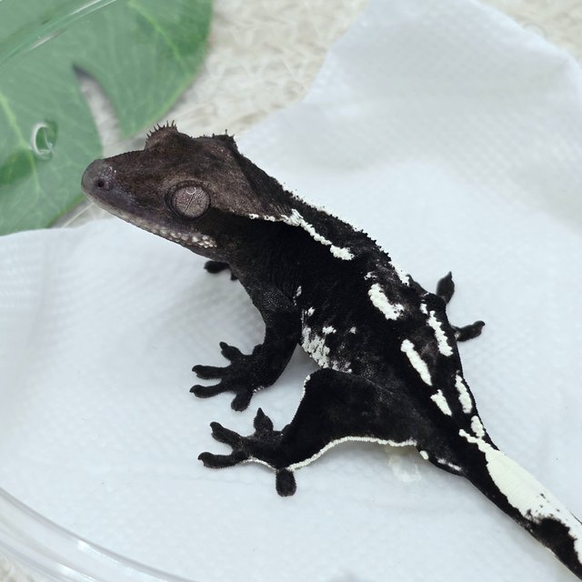 Axanthic