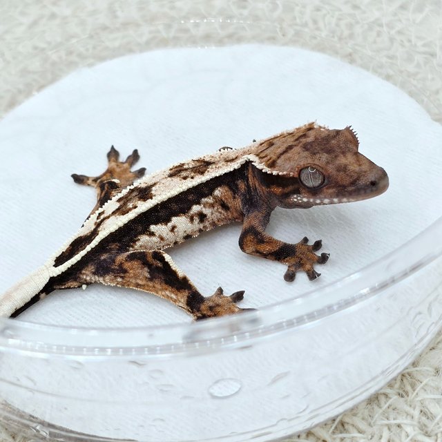 Sable 100% Het Axanthic