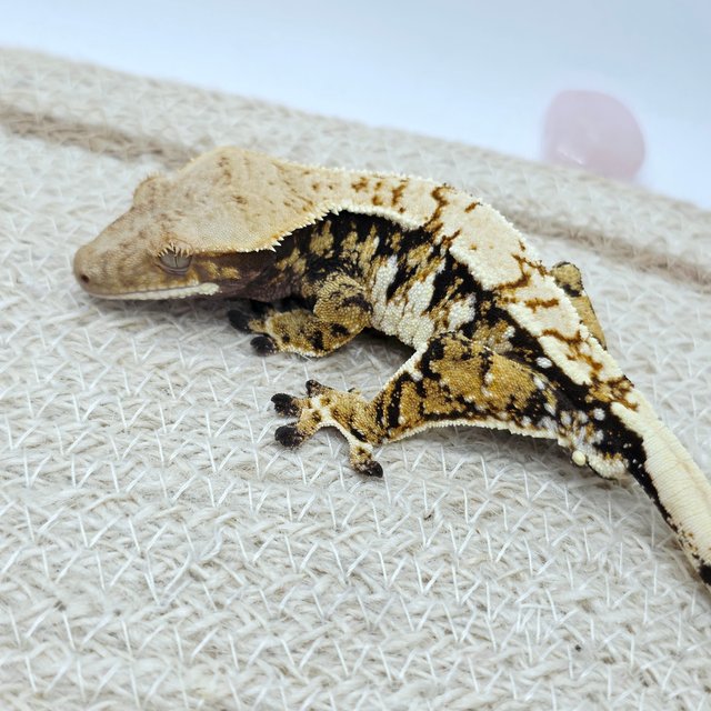 Tri Extreme Harlequin White Spot