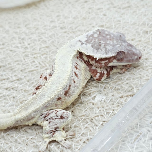 Chocho Lilly White