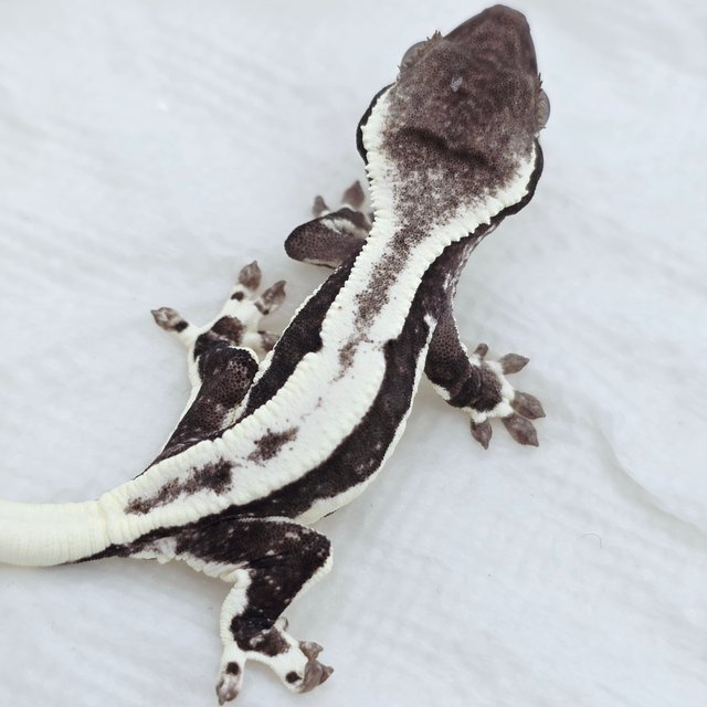 Lilly Axanthic