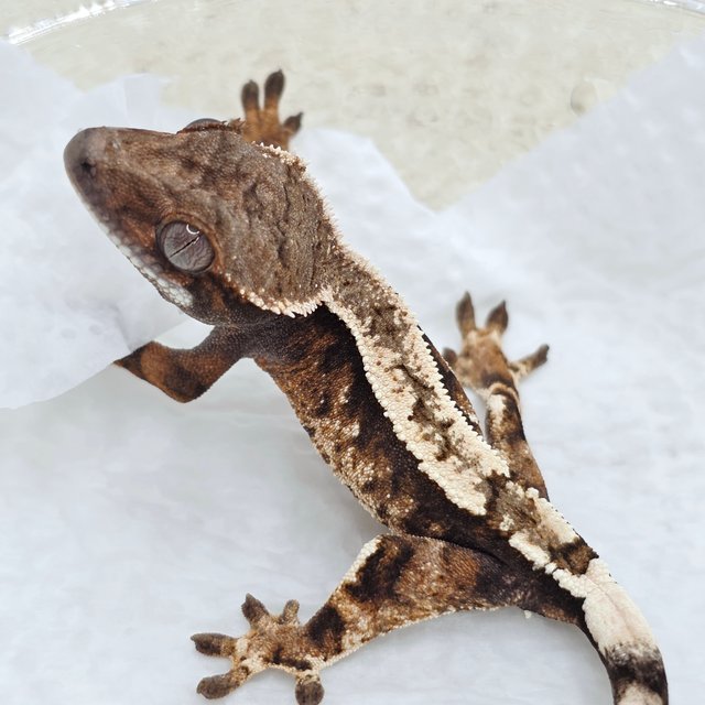 Sable 100% Het Axanthic