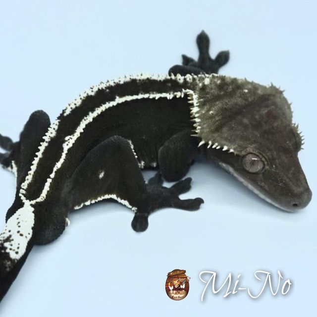 Axanthic
