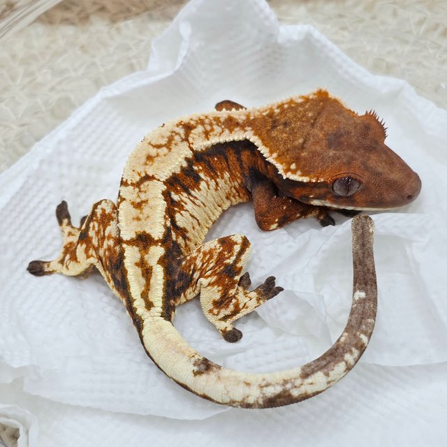 Sable Extreme Harlequin Tri