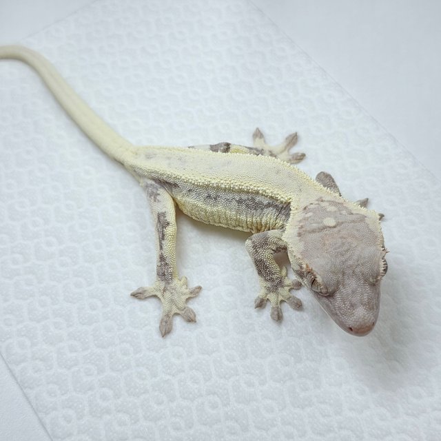 프라푸치노 솔리드백