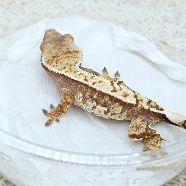 100% Het Axanthic