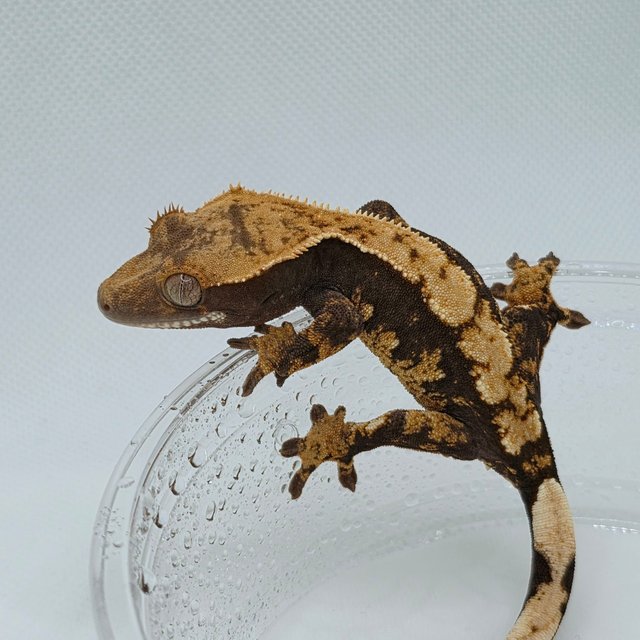 100% Het Axanthic