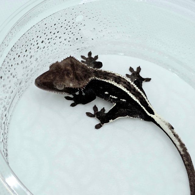 Axanthic Full Pinstripe