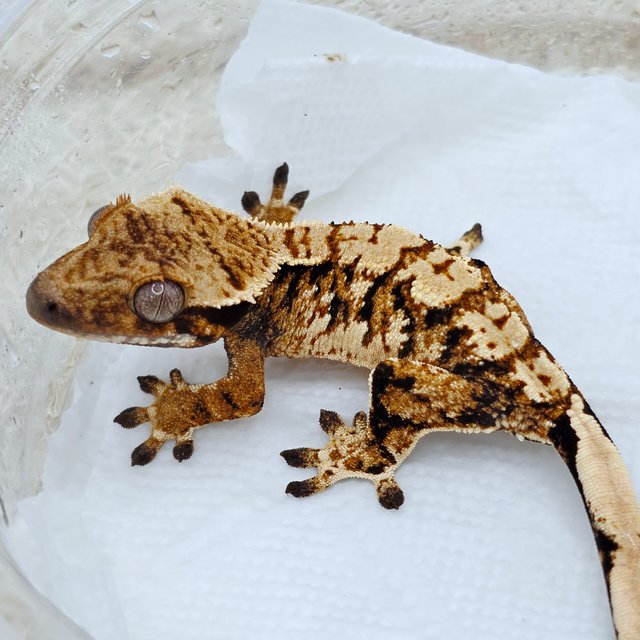 트라이 익스트림할리퀸