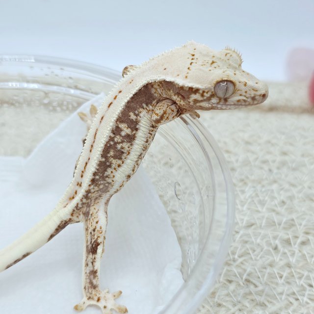 Lilly 100% Het Axanthic