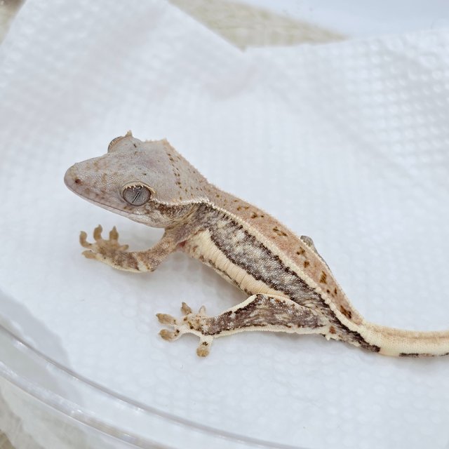 릴리화이트 100%헷초초