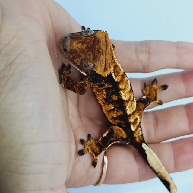 바브 트라이 익스트림할리퀸
