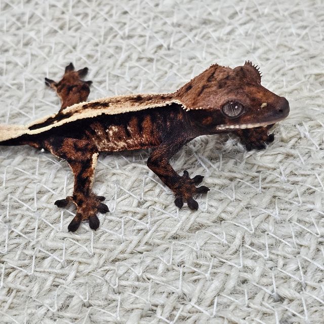 세이블