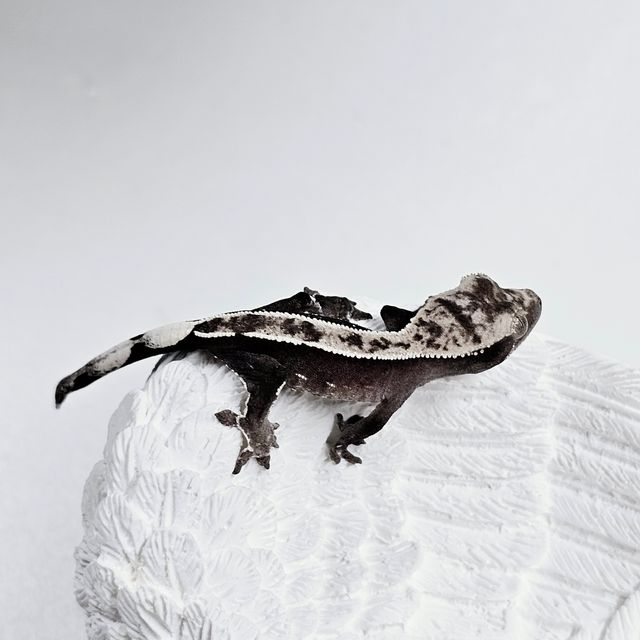 아잔틱