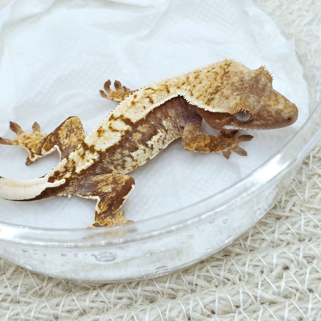 100% Het Axanthic