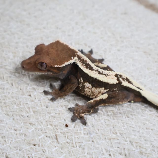 세이블