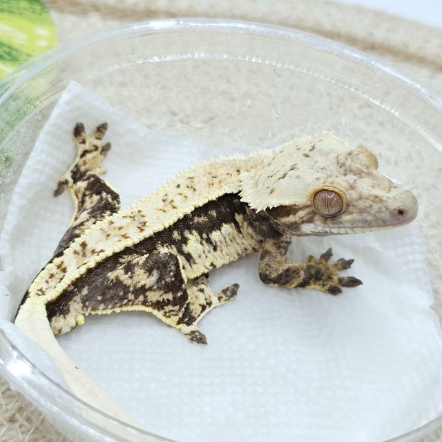100% Het Axanthic