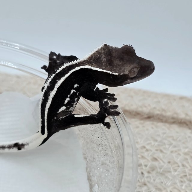 Axanthic