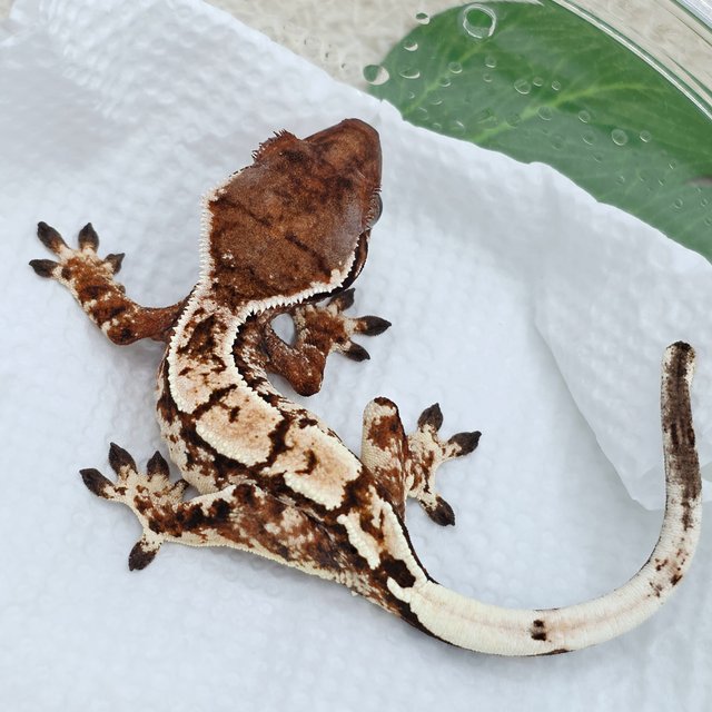 세이블 트라이 익스트림할리퀸