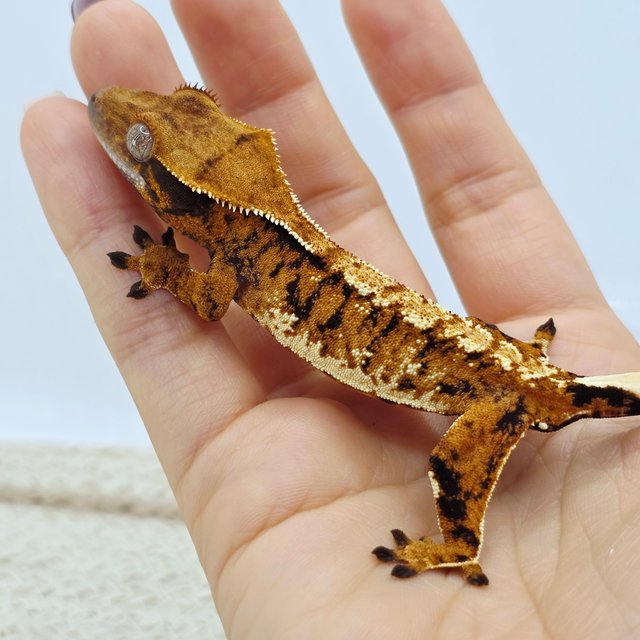 Tri Extreme Harlequin