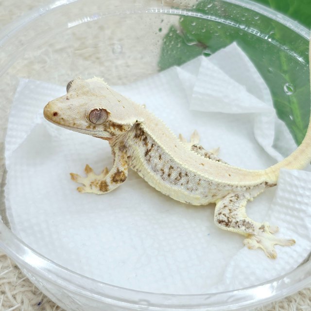 Lilly White 100% Het Chocho