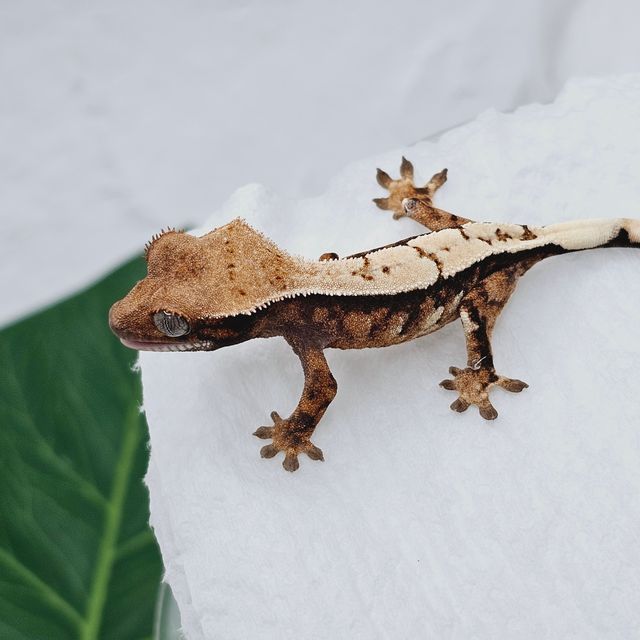 트라이 세이블