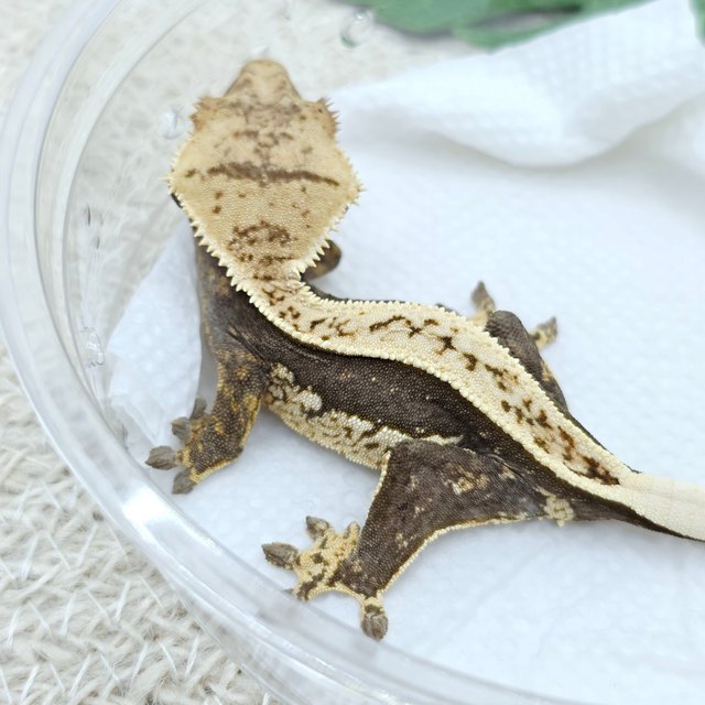 100% Het Axanthic