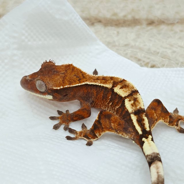 Tangerine Sable
