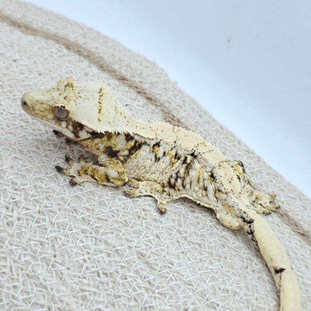Tri Extreme Harlequin Drippy White Spot