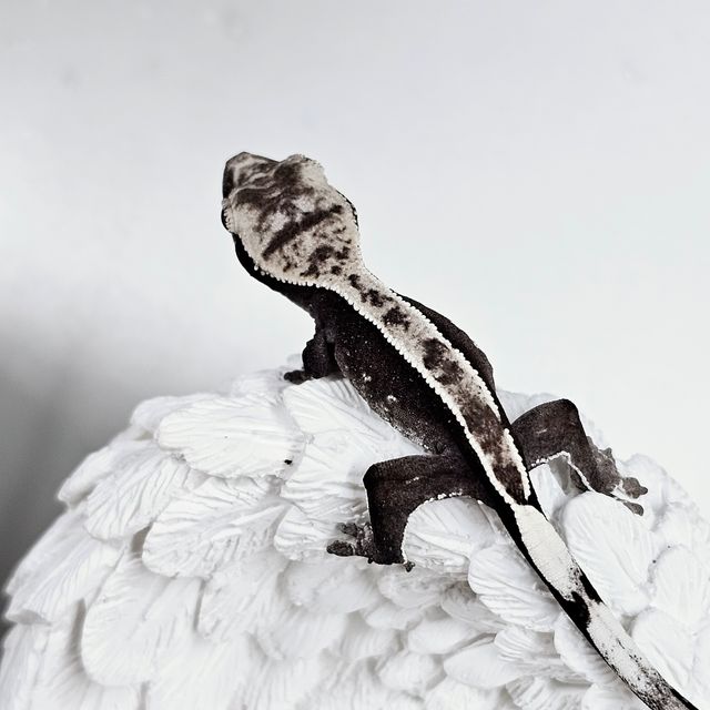 아잔틱