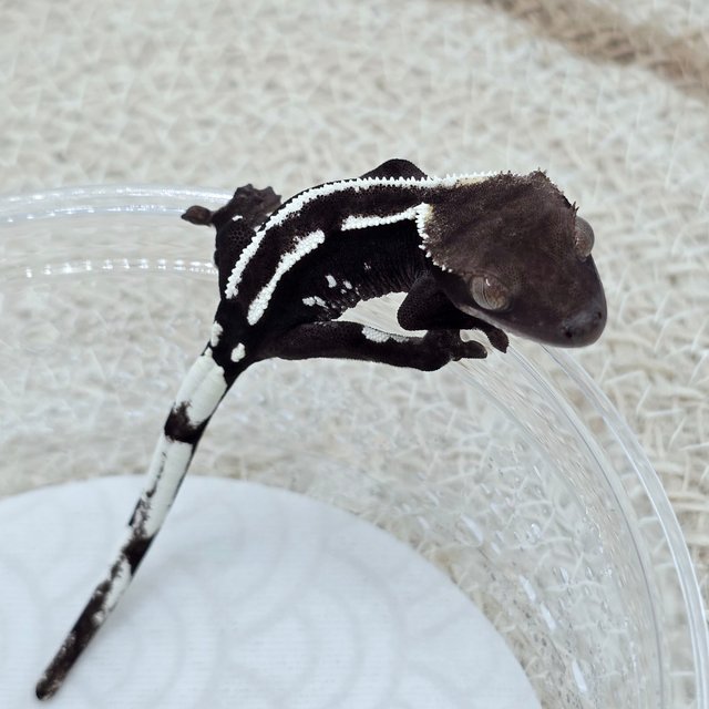 Axanthic