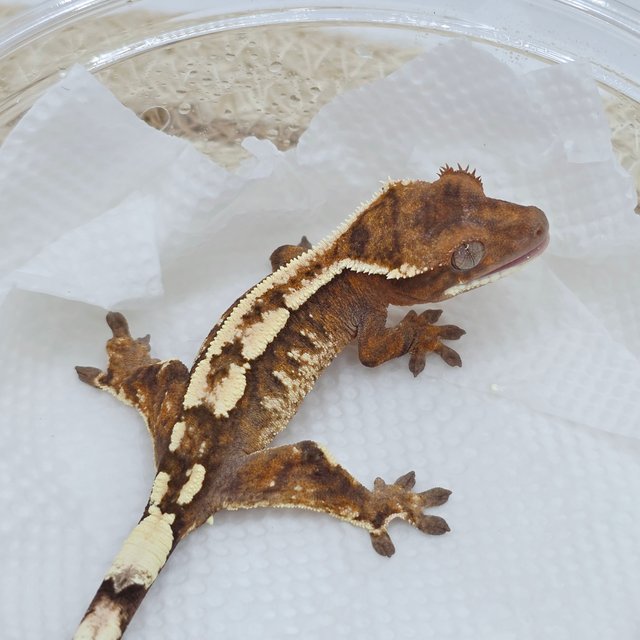 Crested Gecko Sable Male
