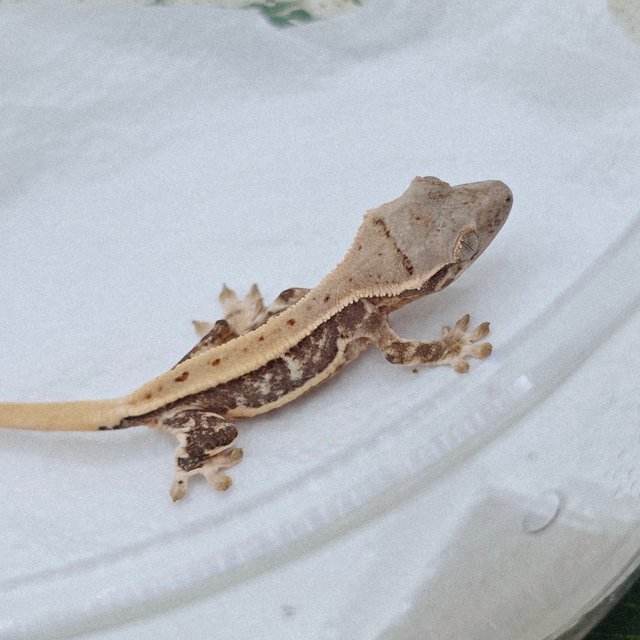 릴리화이트 100%헷초초