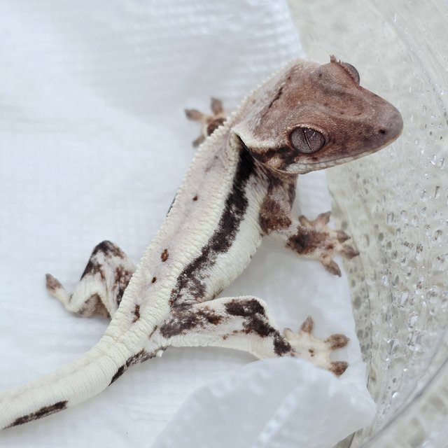 LW Sable 100% Het Axanthic