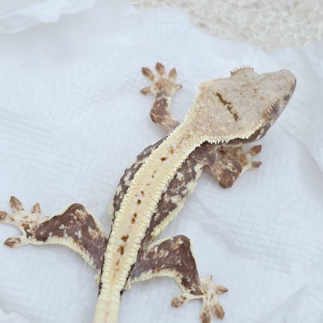 Lilly 100% Het Axanthic