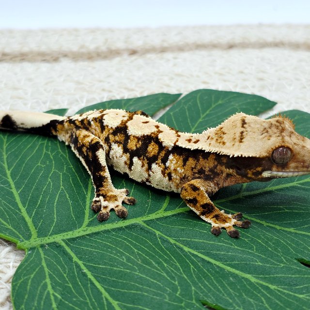 트라이 익스트림할리퀸