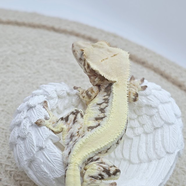 릴리100%헷아잔틱 솔리드백