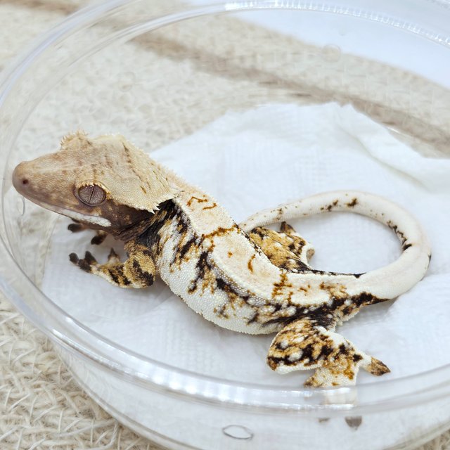 Tri Extreme Harlequin Drippy White Spot