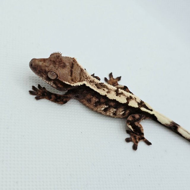 Sable 100% Het Axanthic