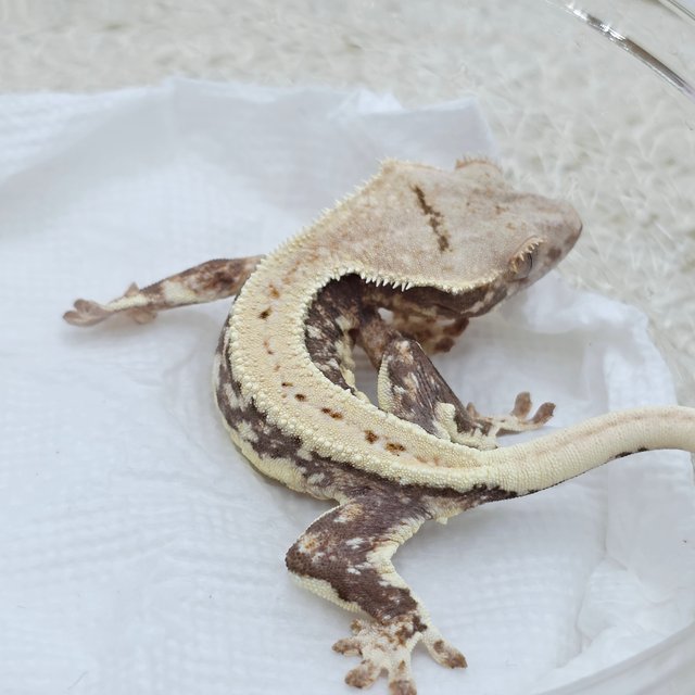 Lilly 100% Het Axanthic