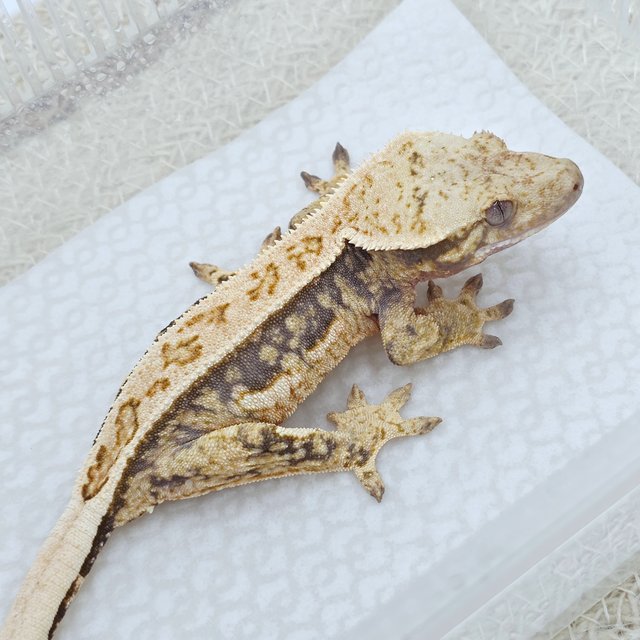 100% Het Axanthic