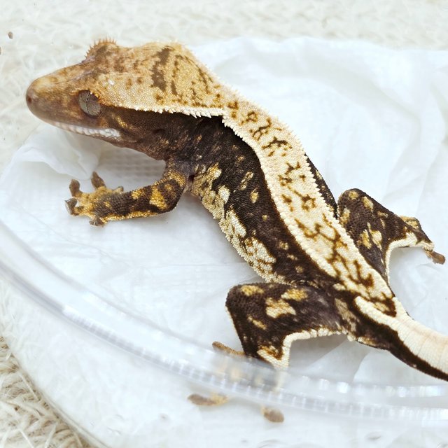 100% Het Axanthic