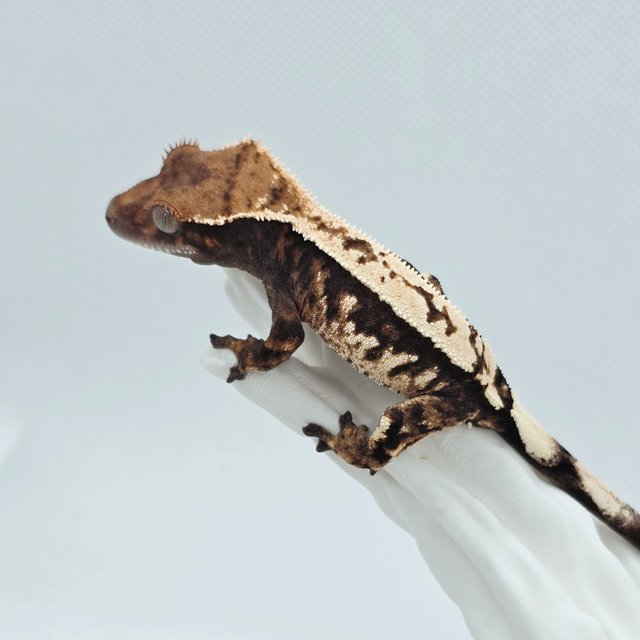 Sable 100% Het Axanthic