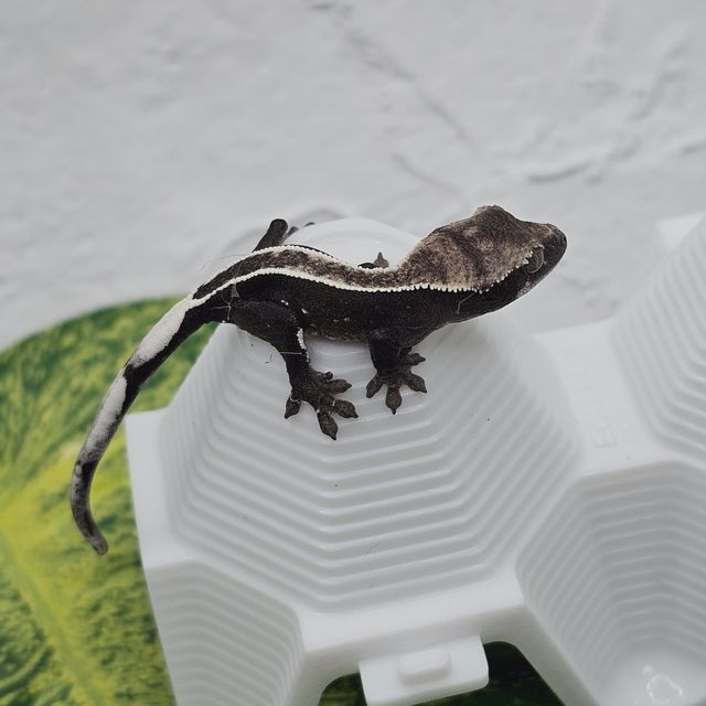 아잔틱 풀핀