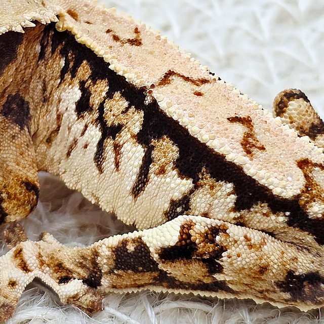 트라이 익스트림할리퀸