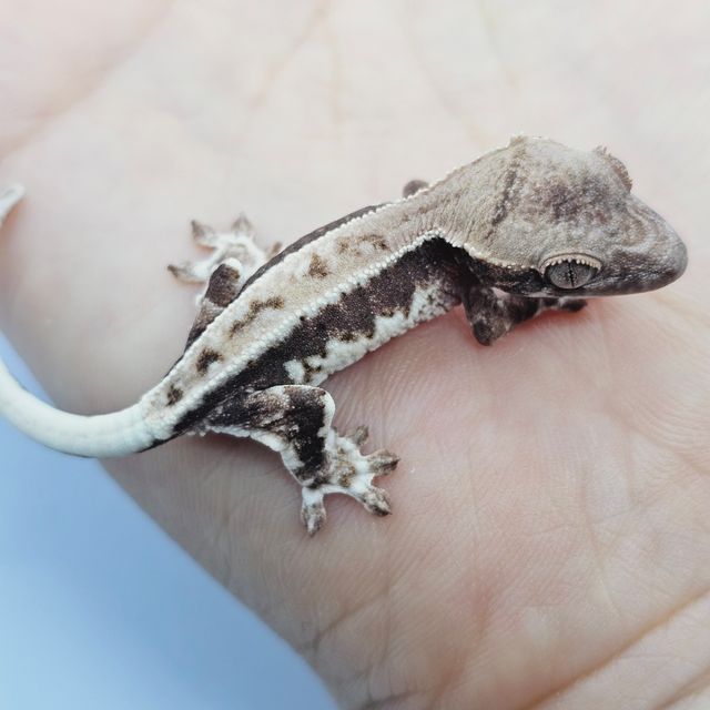 프라푸치노
