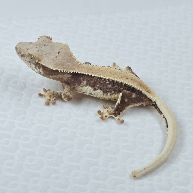 릴리100%헷아잔틱 솔리드백